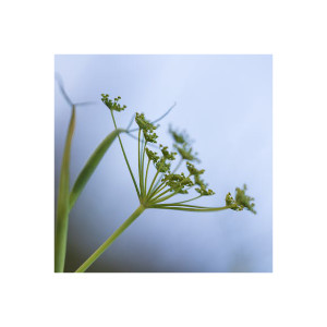 Fenchel